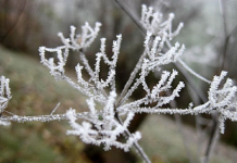 Parashikimi i motit për sot, minimalja deri -2 gradë