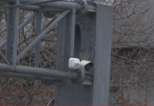 Prishtina nën vëzhgim, gjobat e policisë shkojnë direkt në shtëpi