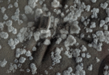 Kërpudhat e zeza misterioze në Çernobil që “hanë” rrezatimin