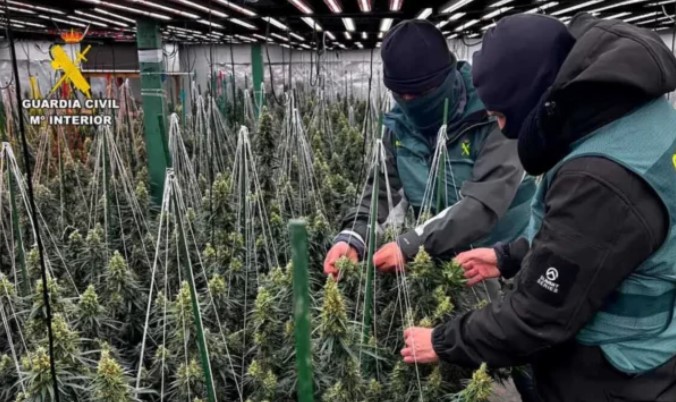 Goditet grupi i prodhimit të marihuanës në Spanjë  arrestohen 9 shqiptarë