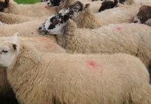 AUV-i ndalon importin e deleve dhe dhive nga Shqipëria, shkak shpërthimi i murtajës