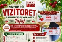 Tafaj & Co hap dyert për vizitorët në pemishten e qershive në Gelancë të Suharekës