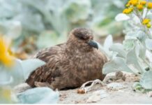 Australia konfirmon rastin e parë të gripit të shpendëve H5N1