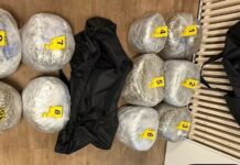 Arrestohen dy persona në Gjilan, konfiskohen 53 kilogramë marihuanë